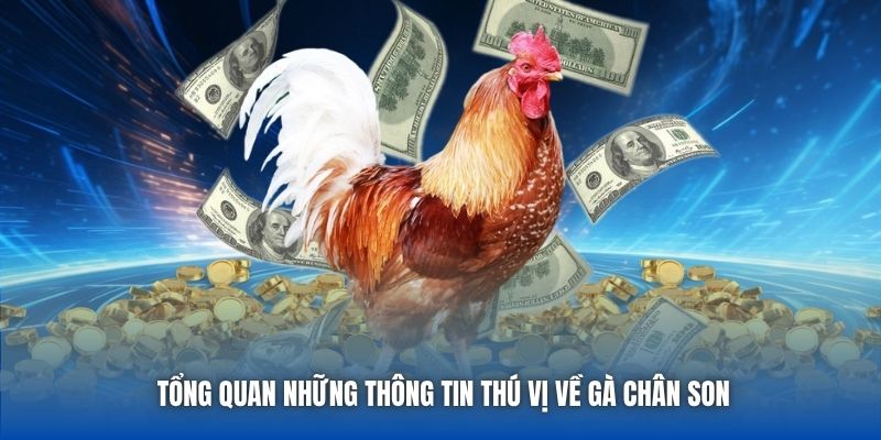 Tổng quan những thông tin thú vị về gà chân son