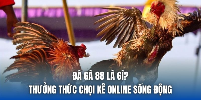 Đá Gà 88 Là Gì? Thưởng Thức Chọi Kê Online Sống Động