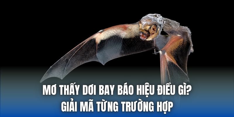 Mơ Thấy Dơi Bay Báo Hiệu Điều Gì? Giải Mã Từng Trường Hợp